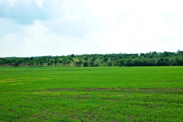 stock image Green Grass and sky with clouds