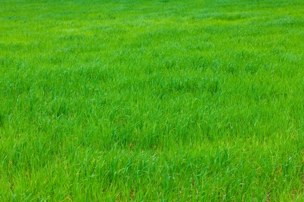 Sfondo di erba verde — Foto Stock