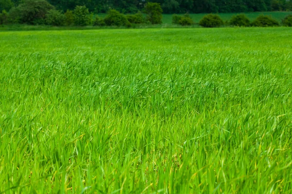 Hintergrund des grünen Grases — Stockfoto