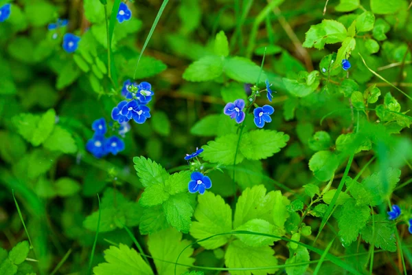 Mavi çiçek — Stok fotoğraf