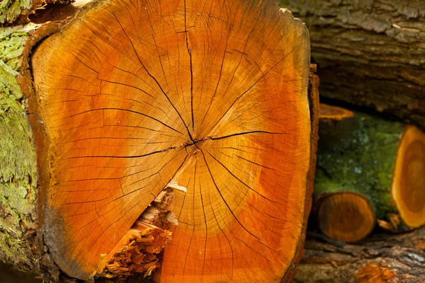 Logs textura — Fotografia de Stock