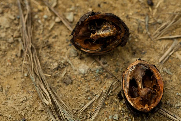 Starý ořech, ležící na zemi — Stock fotografie