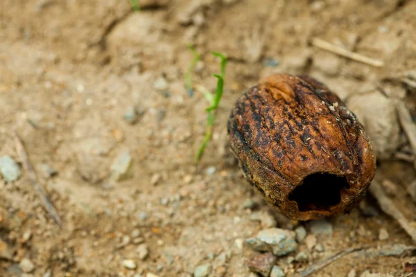 Old walnut lying on the ground — Stock Photo, Image