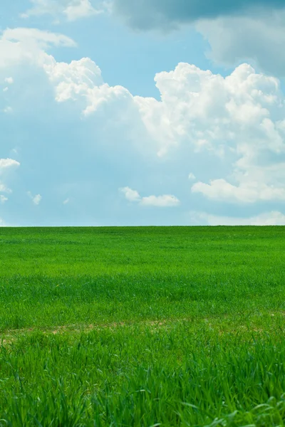 Зеленая трава и небо с облаками — стоковое фото