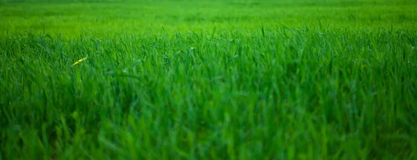 Pozadí zelené trávy — Stock fotografie