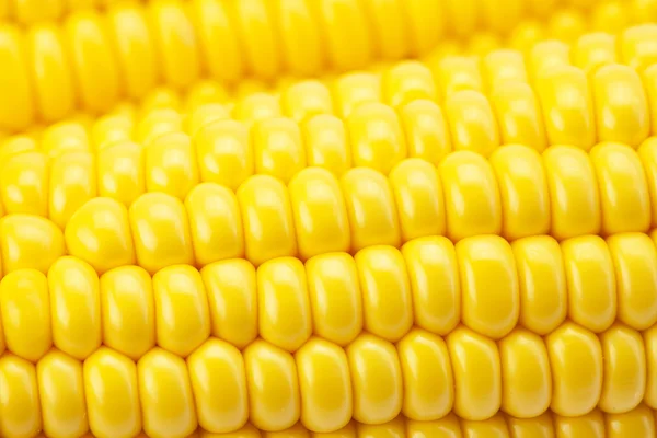 Pozadí kukuřice — Stock fotografie