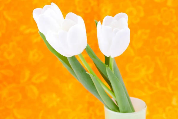 Białe tulipany na pomarańczowym tle — Zdjęcie stockowe