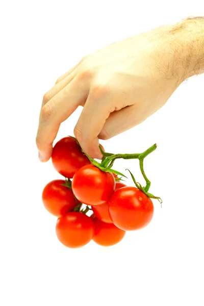 Tomatenstrauß in der Hand Mann isoliert auf weiß — Stockfoto