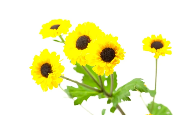 Żółty dzikie kwiaty na białym tle — Zdjęcie stockowe