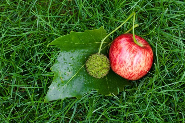 Яблоко на траве с листьями и каштанами — стоковое фото