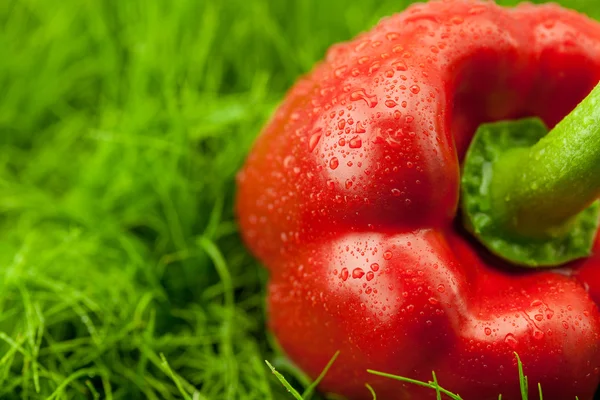 緑の芝生に横になっている水の滴を赤ピーマン — ストック写真