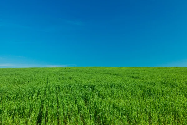 Grama verde e céu com nuvens — Fotografia de Stock