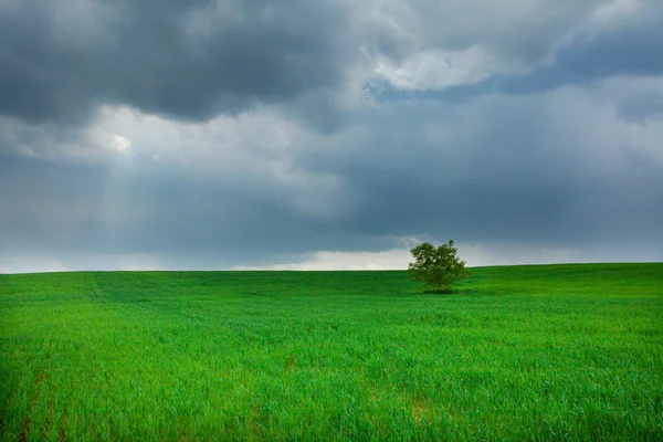 Eenzame boom staand in een veld — Stockfoto