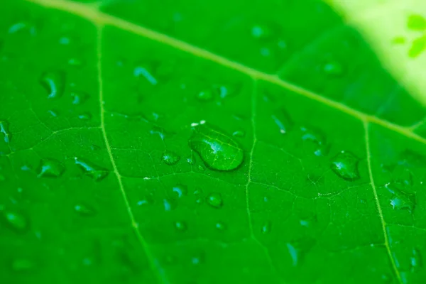 Spadek na zielony liść — Zdjęcie stockowe