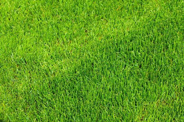 Bakgrund av grönt gräs — Stockfoto