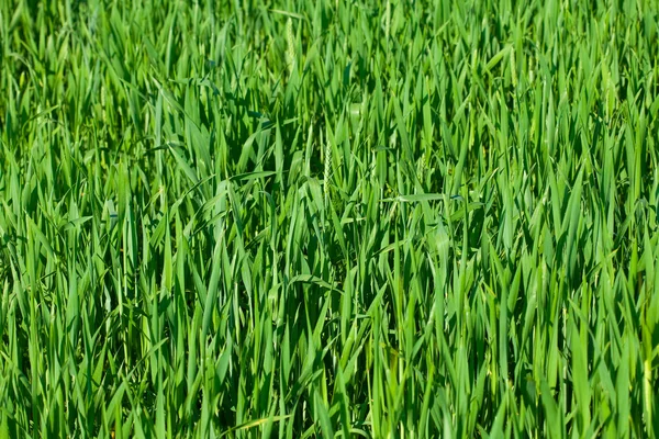 Sfondo di erba verde — Foto Stock