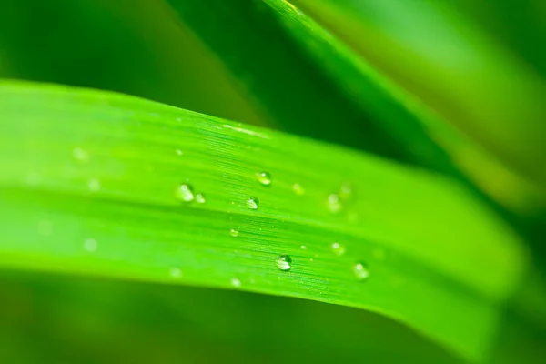 Краплі води на траві — стокове фото