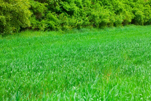 Fundal de iarbă verde — Fotografie, imagine de stoc