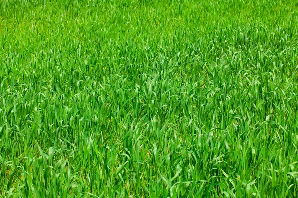 Background of green grass — Stock Photo, Image