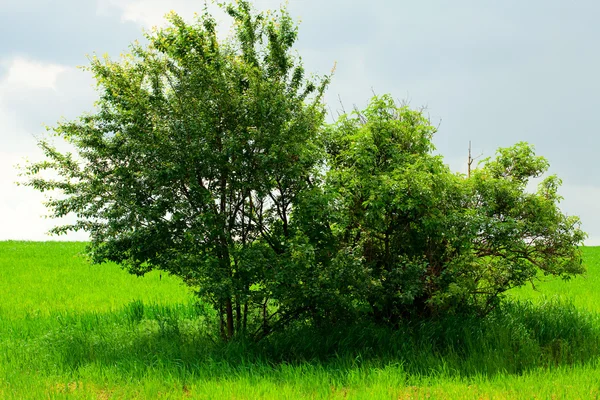 Árbol solitario de pie en un campo —  Fotos de Stock