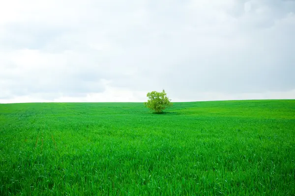 Yalnız ağaç bir tarlada duruyor — Stok fotoğraf
