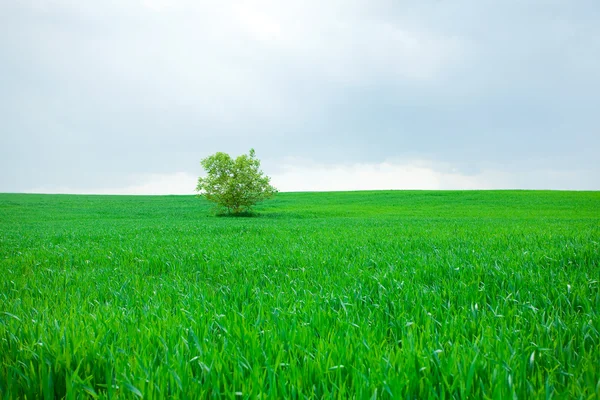 Árvore solitária em pé em um campo — Fotografia de Stock