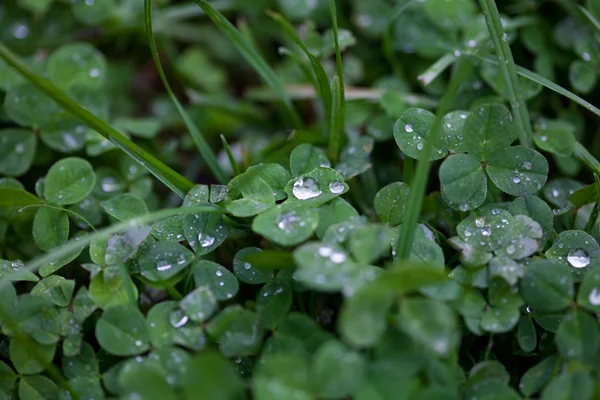 Clover with raindrops — Stock Photo, Image