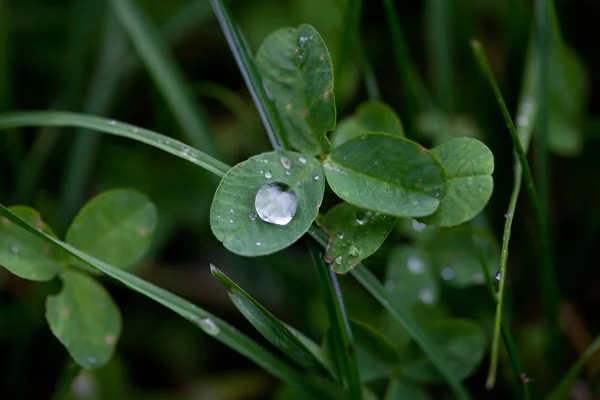 Clover with raindrops — Stock Photo, Image