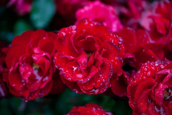 Róża z krople deszczu — Zdjęcie stockowe