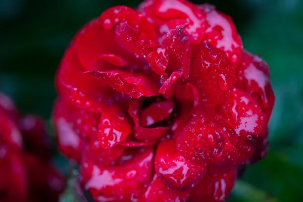 Rose dengan tetes hujan — Stok Foto