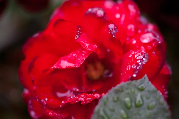 Rosa com gotas de chuva — Fotografia de Stock