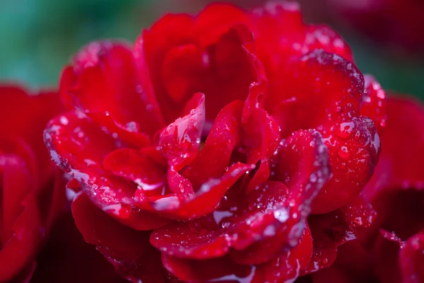 Rosa com gotas de chuva — Fotografia de Stock
