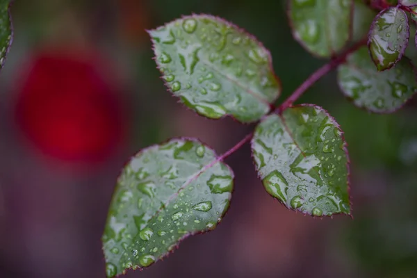 Rose des feuilles avec gouttes de pluie — Photo