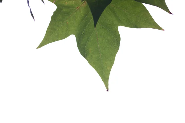 비 드랍 스와 단풍 잎 — 스톡 사진