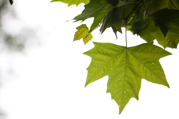 Esdoorn bladeren met regendruppels — Stockfoto