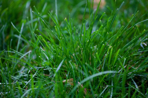 Hintergrund von Gras mit Regentropfen — Stockfoto