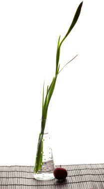 Iris in a vase and an apple on a bamboo litter isolated on white clipart