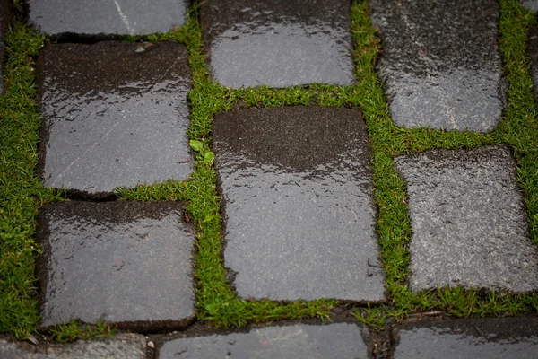 Bakgrund från våt trottoaren med gräs — Stockfoto