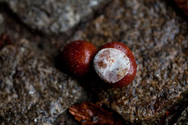 Chestnut lying on the pavement — Stock Photo, Image