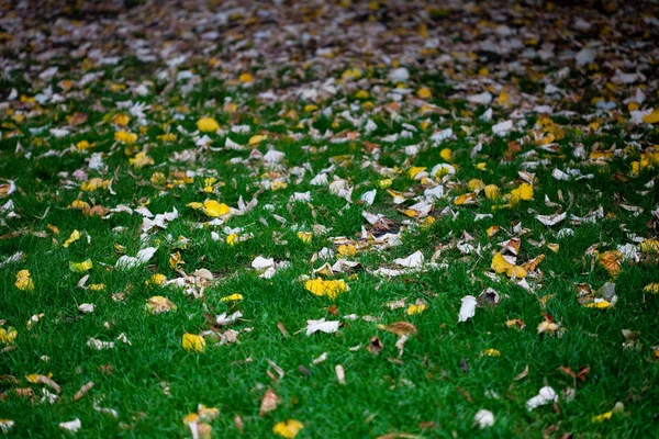 Folhas de fundo na grama — Fotografia de Stock