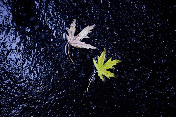 Фон с тротуара с кленовым листом — стоковое фото