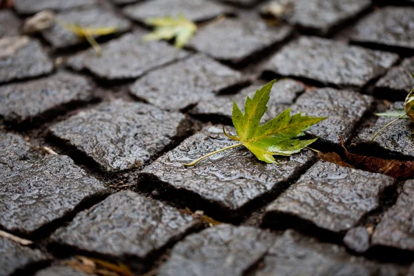 Background from the pavement with a maple leaf — Stock Photo, Image