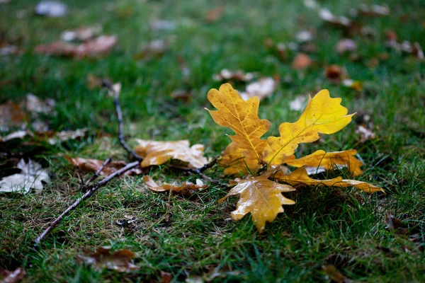 Background leaves on grass — Stok fotoğraf