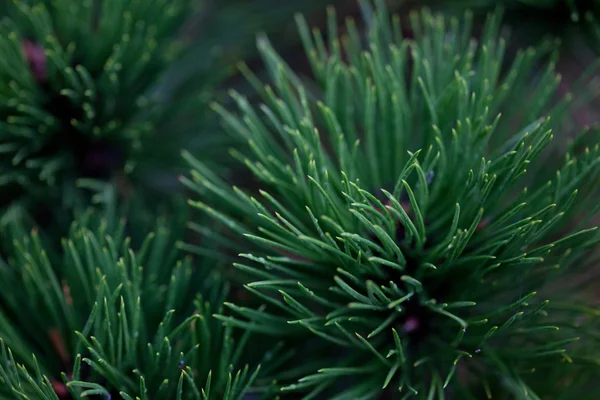 Background of spruce — Stock Photo, Image