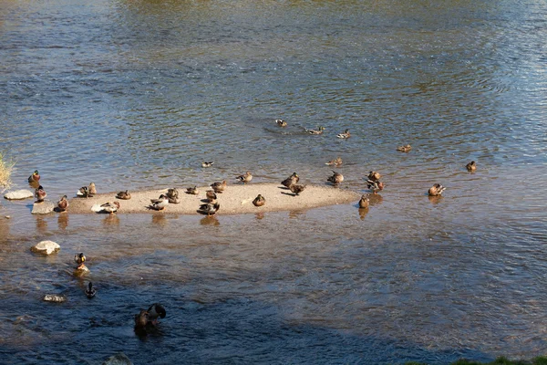 Ducks on the water — Stock Photo, Image