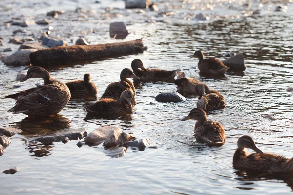 stock image Ducks on the water