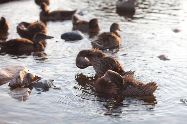 Kacsák a vízen — Stock Fotó
