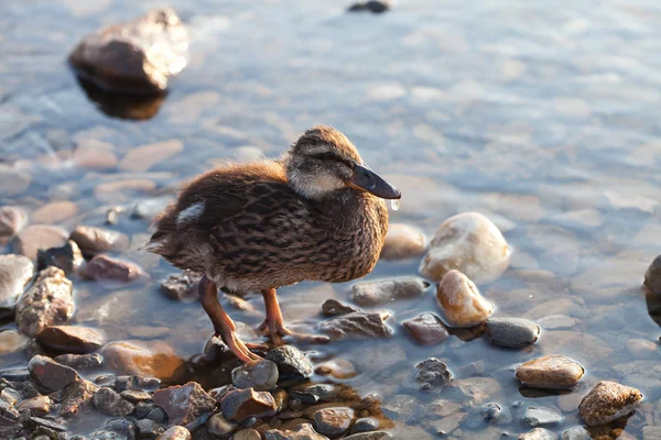 Ducks on the water — Stock Photo, Image
