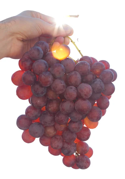 Tros druiven op de zonnige hemelachtergrond — Stockfoto