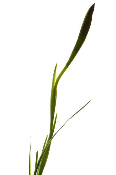 Iris en un jarrón aislado en blanco — Foto de Stock